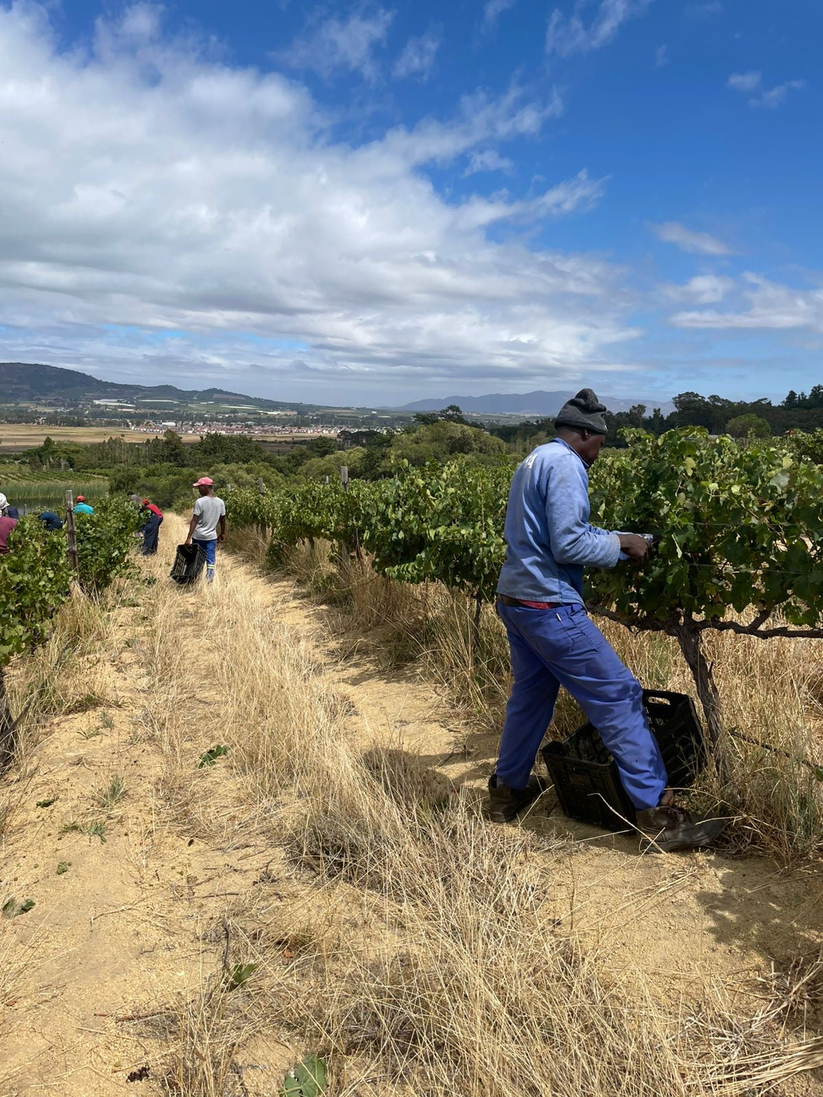 Boutique-Weingut Mooi Bly